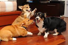 My charming corgis :)