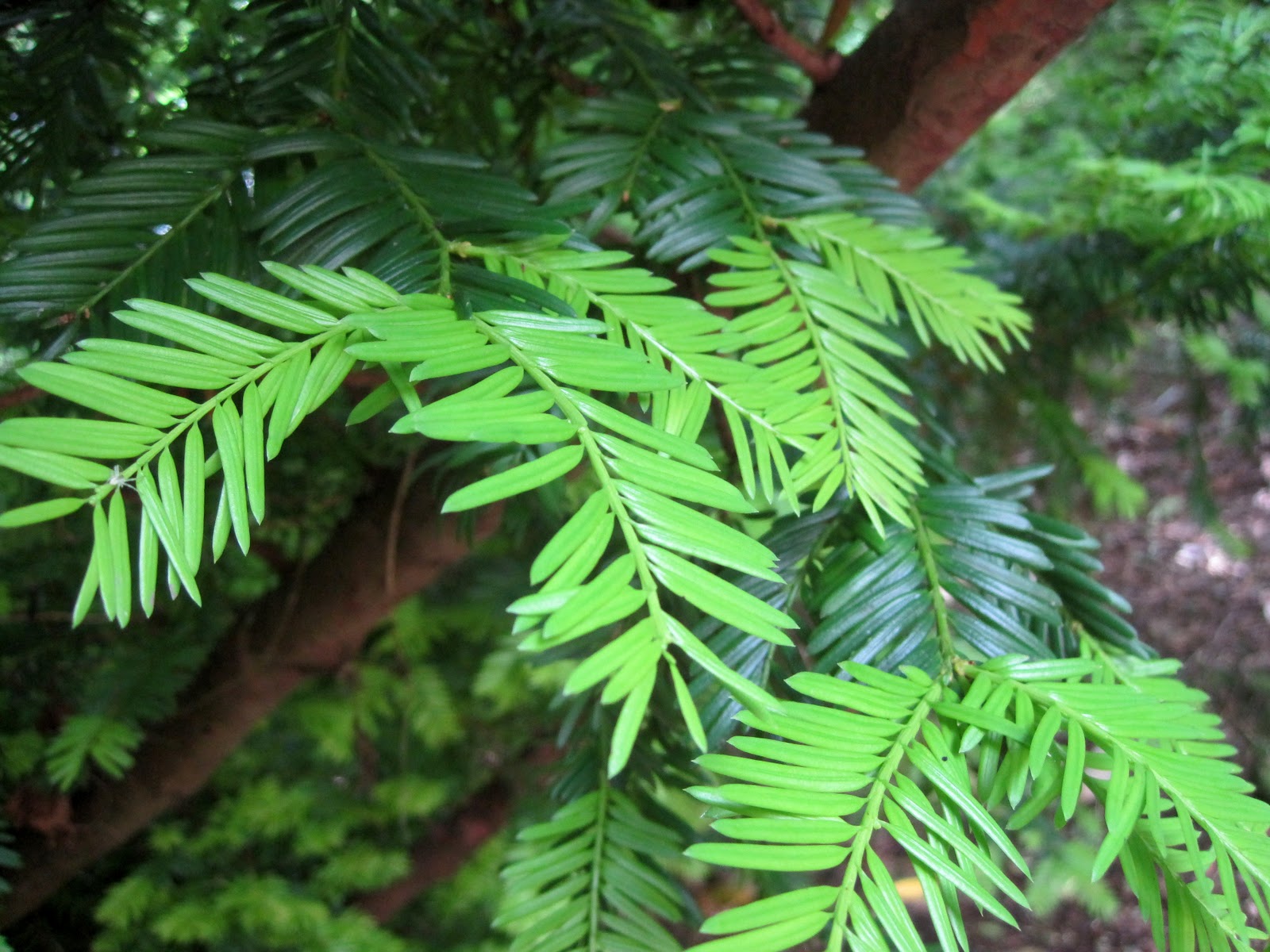 G's Gardens: Yews