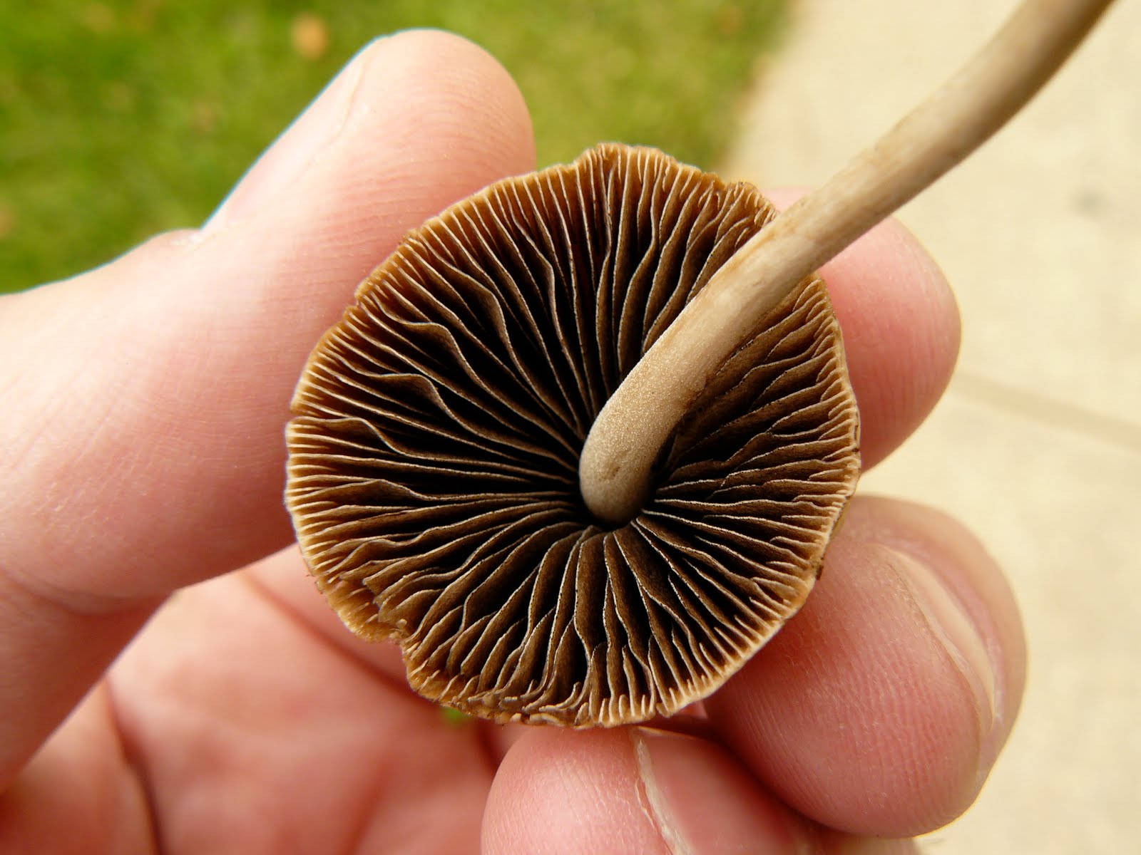 2. Brown Mushroom Nail Color - wide 5