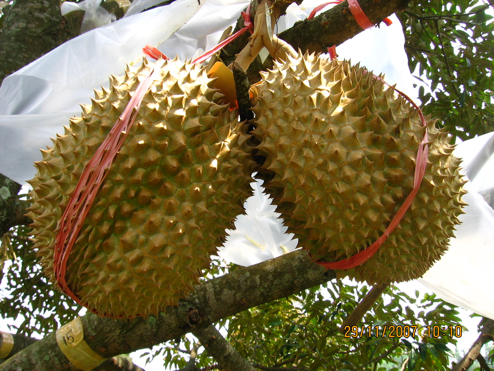 Durian Montong GambarBinatang Com Durian Montong GambarBinatang Com