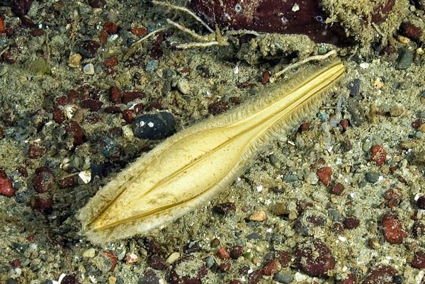 stealingyourcarbons: baby sharks are the world's cutest things