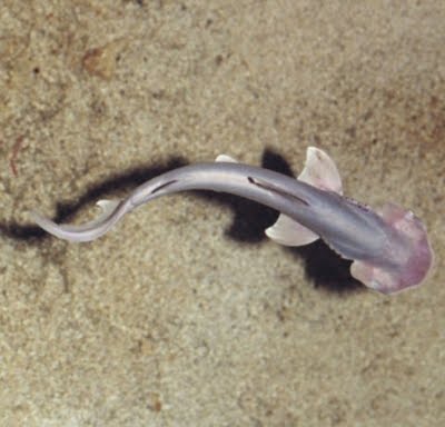 stealingyourcarbons: baby sharks are the world's cutest things