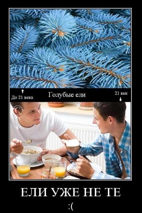 анекдот про голубые ели. анекдоты про штирлица. штирлиц голубые ели. новичок подумал штирлиц про навального. голубые ели анекдот про штирлица.