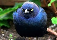Follow me on Twitter... or angry bird will get angry