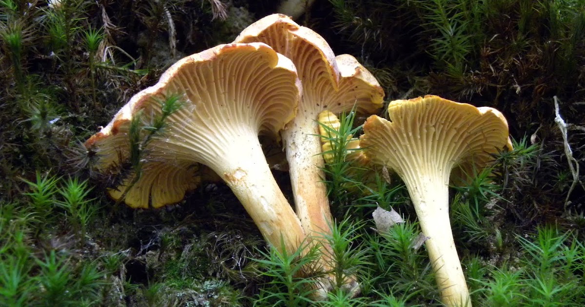 Mycologie Sassenage Conseils pour la cueillette des champignons