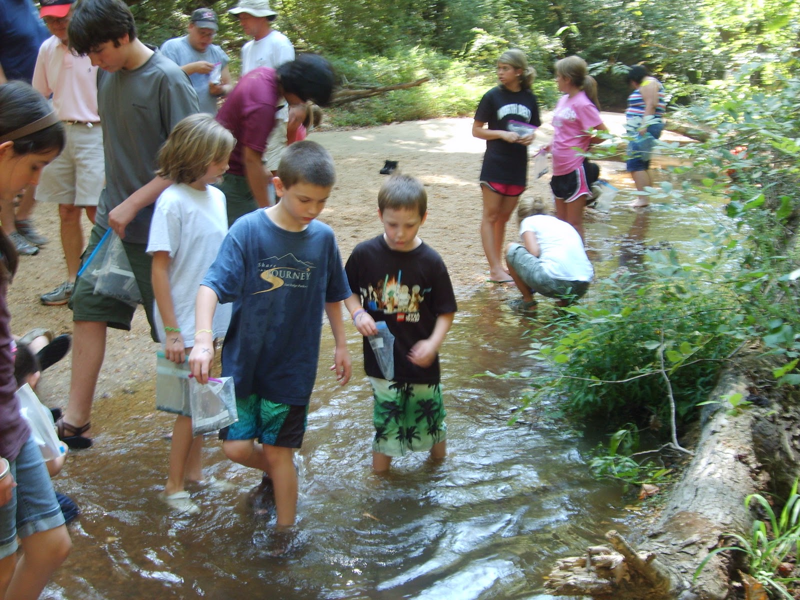 Stamping Yellow Jacket Shark Tooth Creek