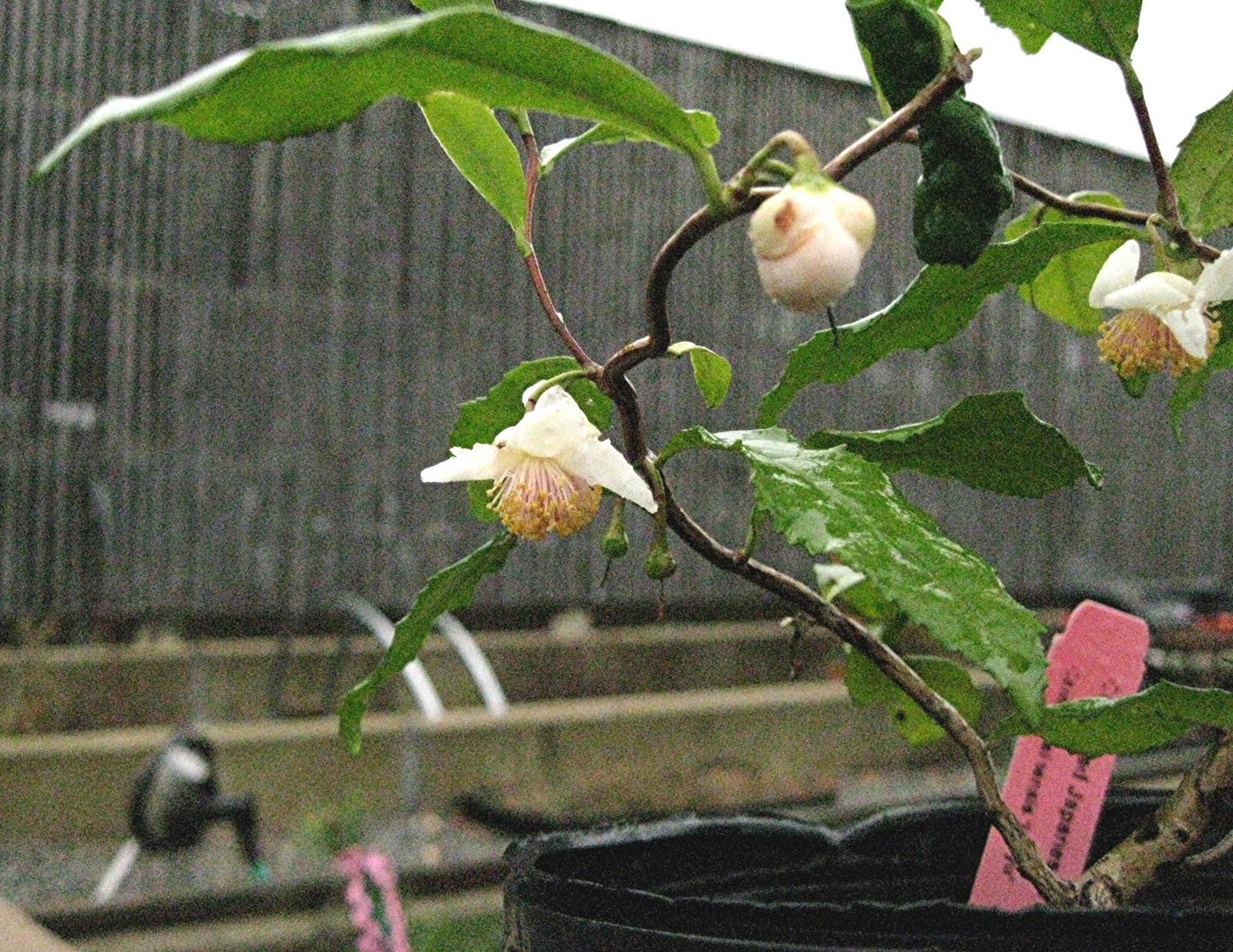 1003 Gardens Camellia sinensis 'Unryu' contorted tea Camellia