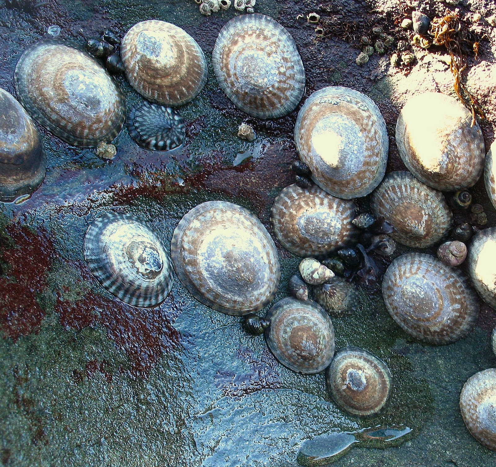 Hot Rocks Glass Jewels West Coast Island