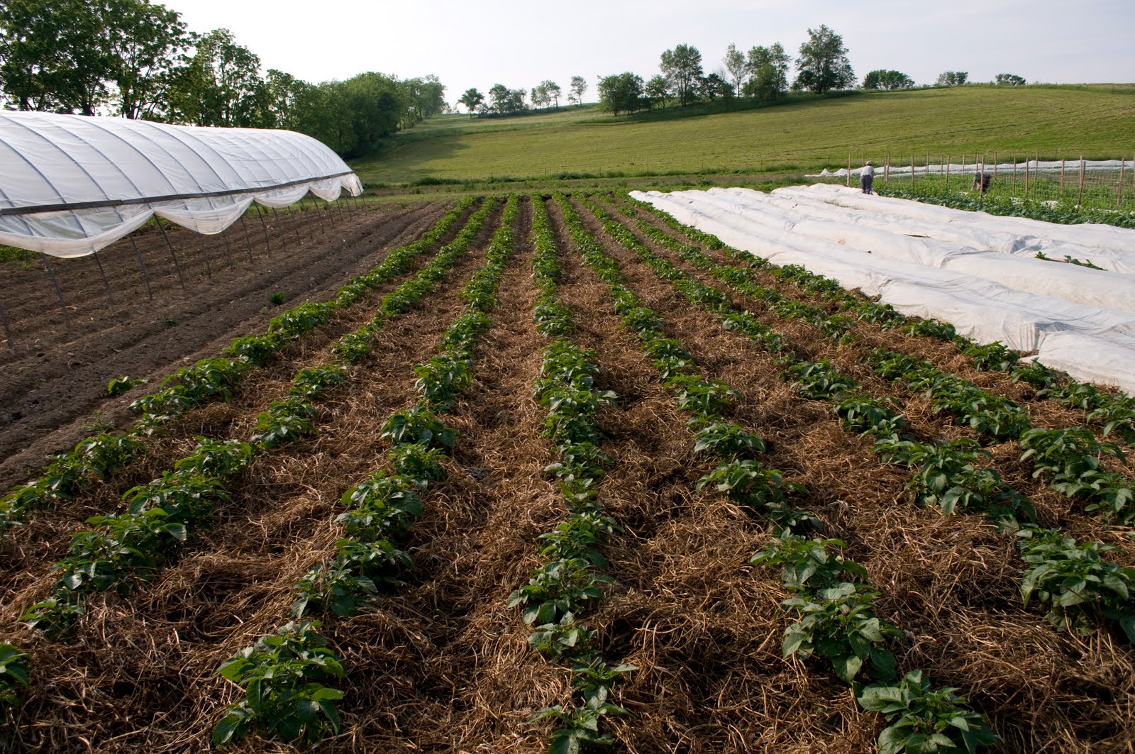 STEWARDS McAlevy's Fort, Pennsylvania Plowshare Produce, Micah and