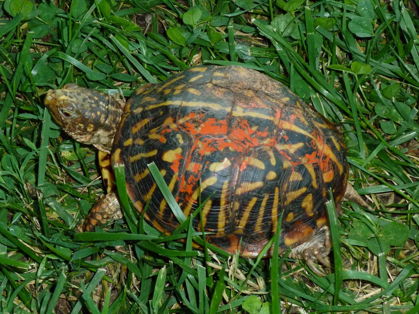 Okie Nature The OrangePainted Box Turtle.
