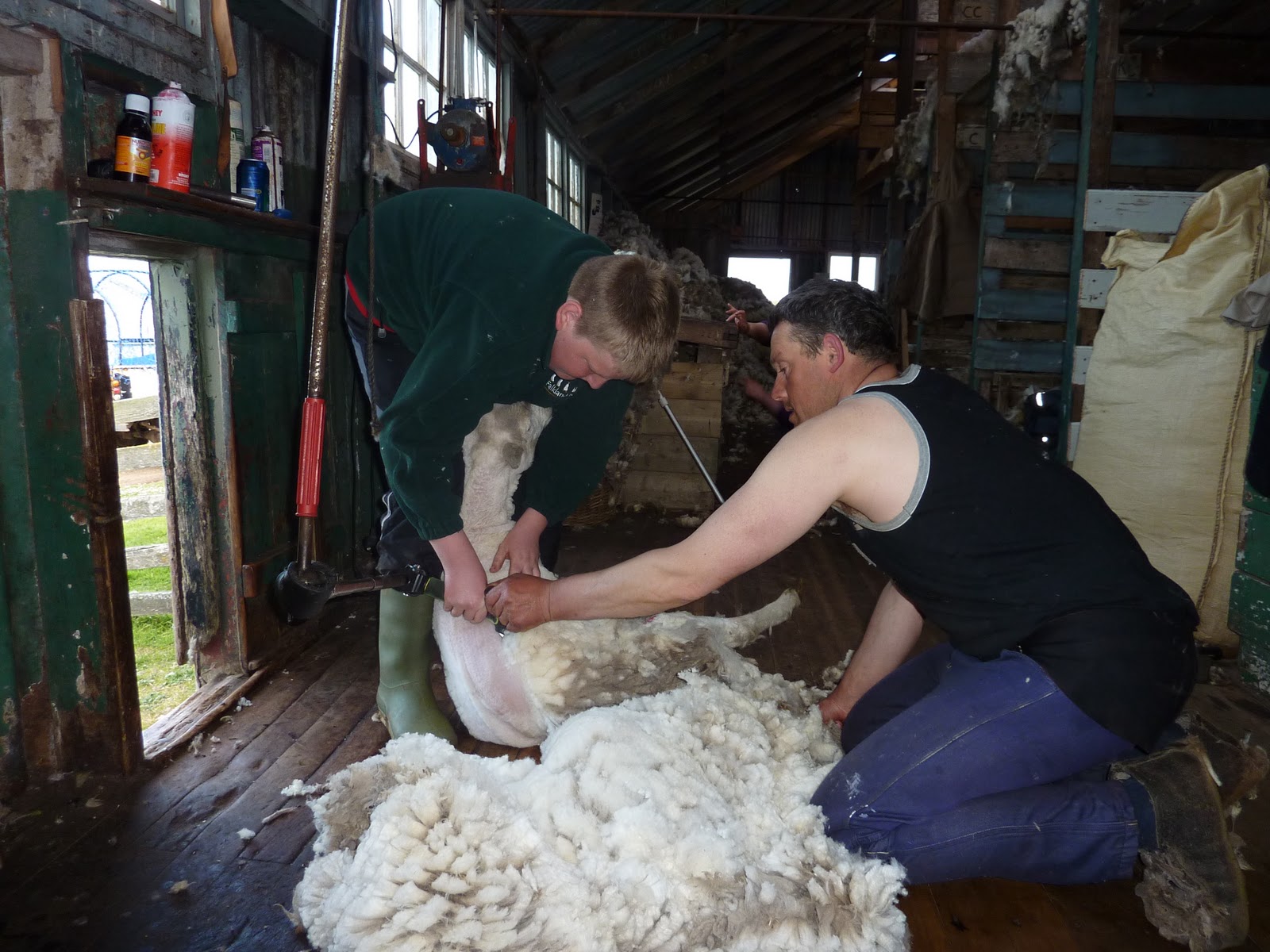 Island farming in the Falkland Islands: Shearers and shearing