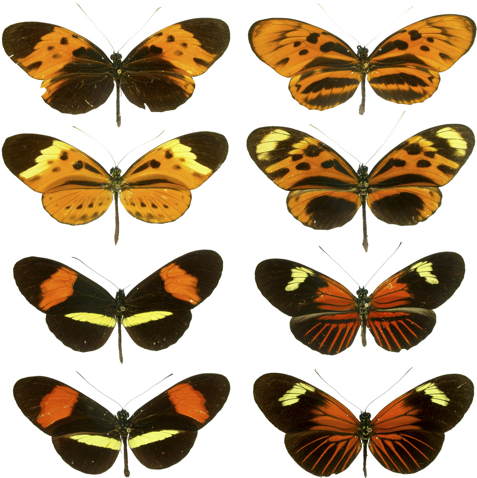 Biología al Día Ejemplo de la Seleccion Natural (Imagenes)