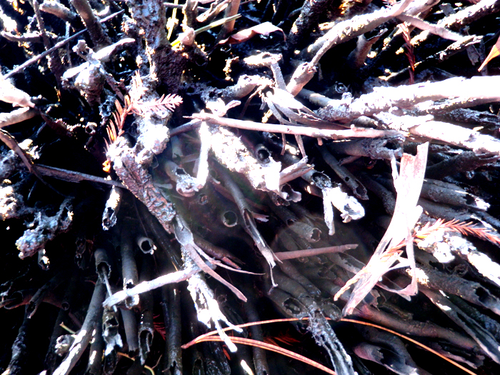 Live Oak Blues The Waccasassa River After The Apocalypse