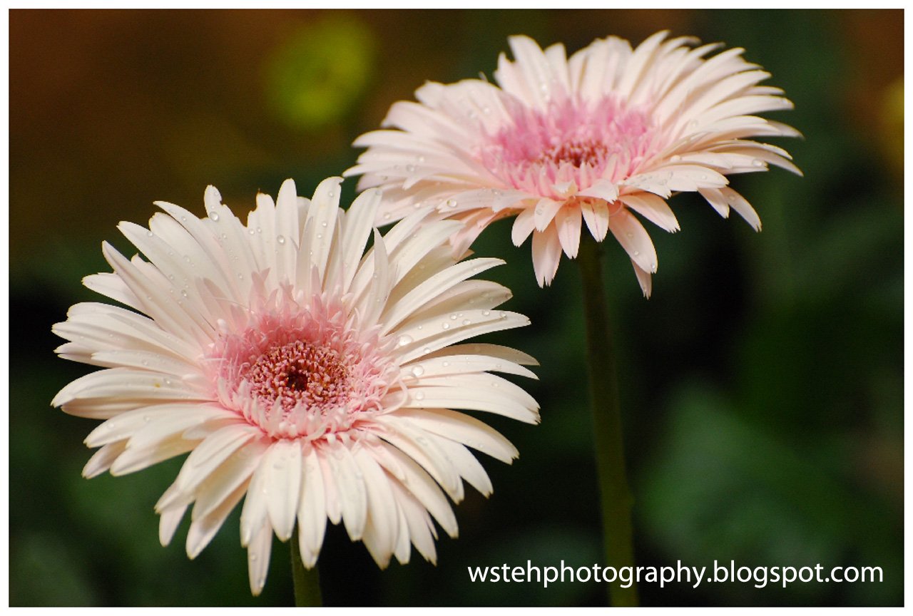 WS Teh Photography Cameron Highland Flowers