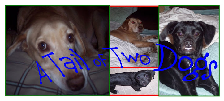 A Tail of Two Dogs