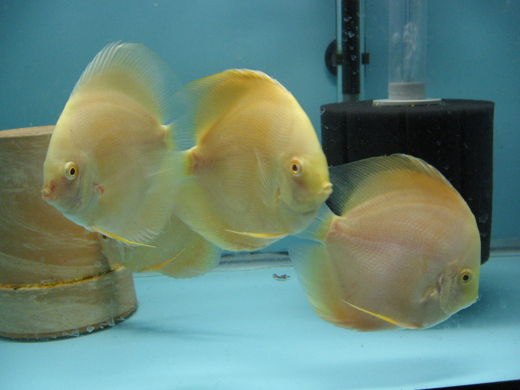 Discus: Mes Nouveaux Albino Millenium Gold