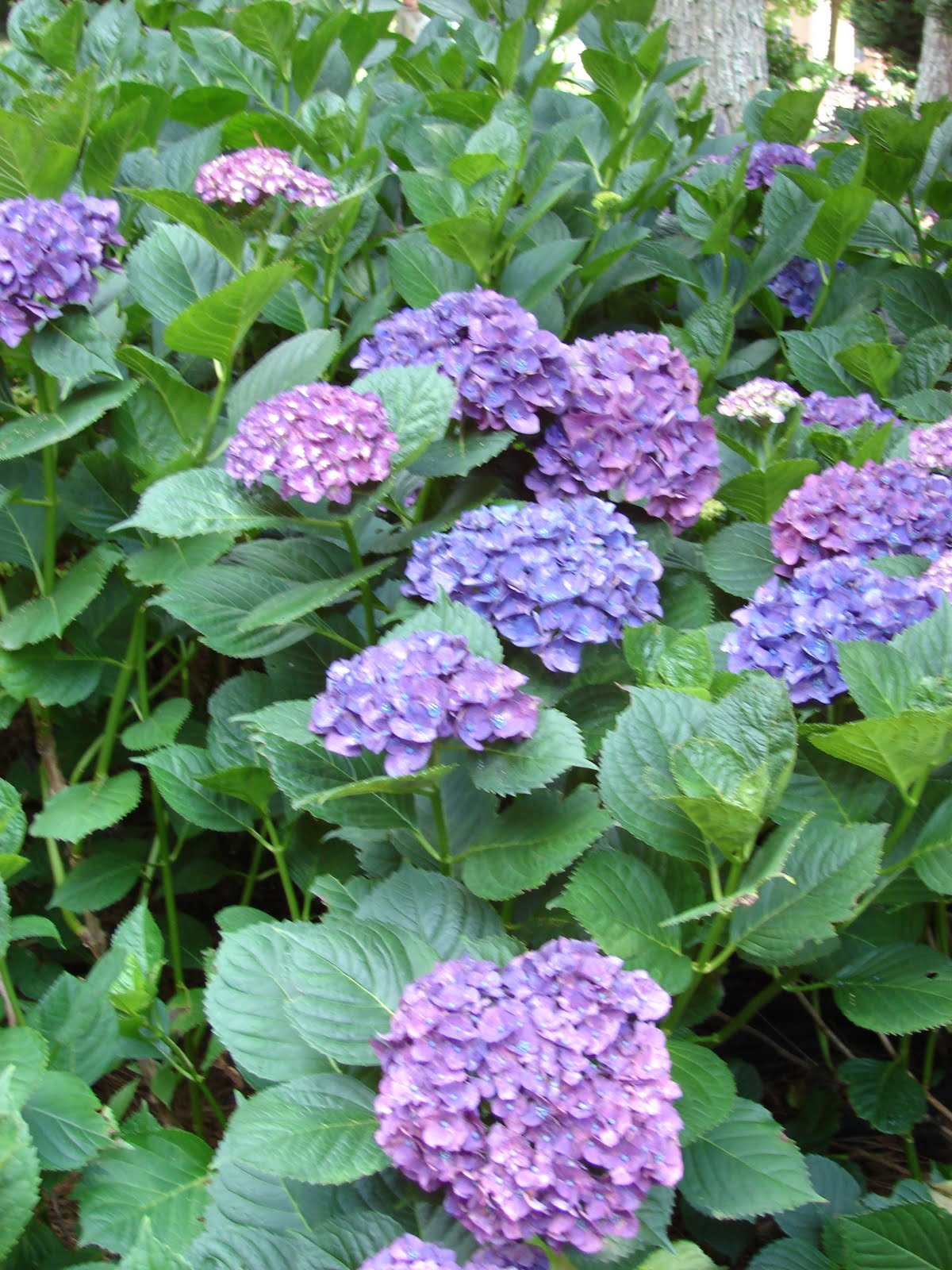 Dugdemona Soil and Water Conservation District Conservation Tree