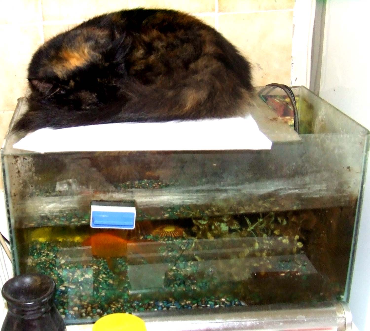 [MeganSleepsOnFishTank01.jpg]