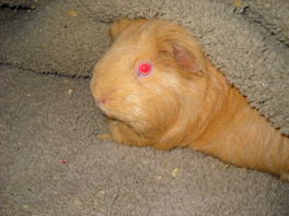 Relaxing before the Bubbies arrive