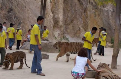 Tiger Temple in Thailand