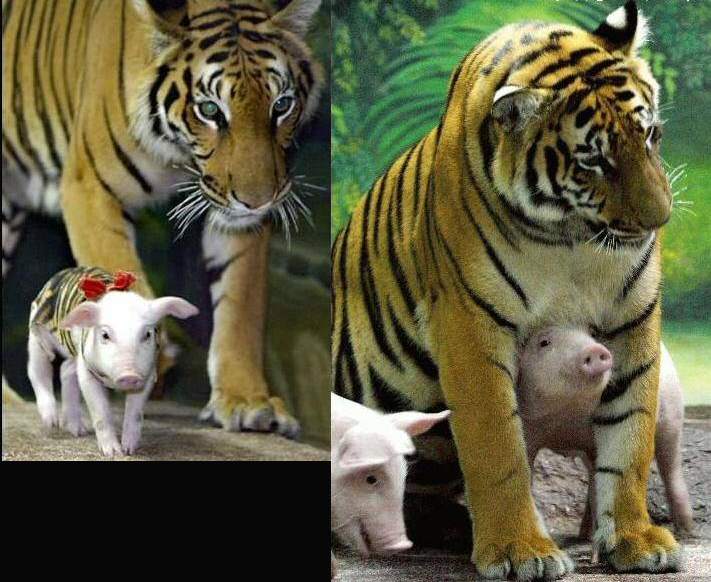 [Tiger-and-Piglets-04.jpg]