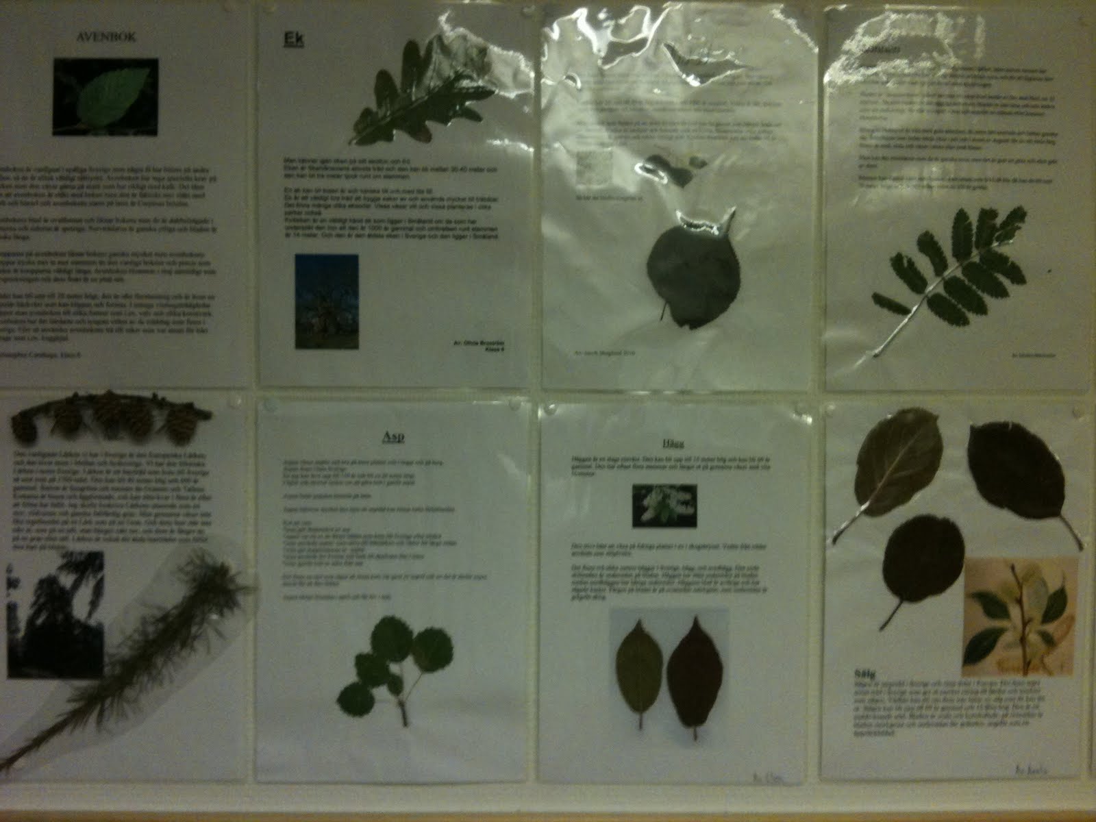 Klassrumskul: Svenska träd