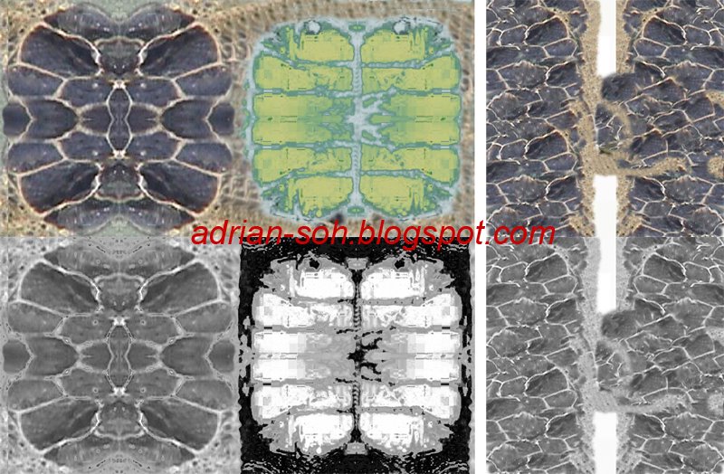 [turtleshell-texture_map.jpg]