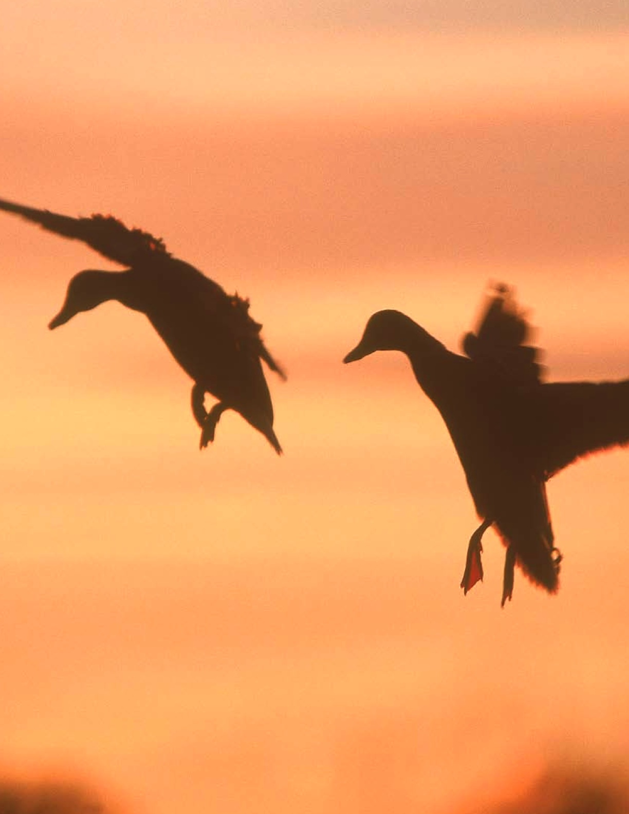 [Birds.jpg]