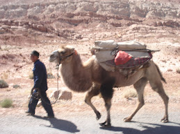 Bactrian camels a plenty