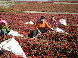 Ladies sorting the drying Chillies