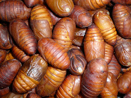 Pupae, alive for cooking and eating