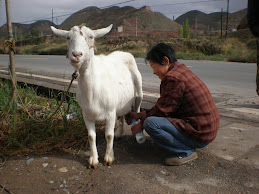 Milking the nanny goat