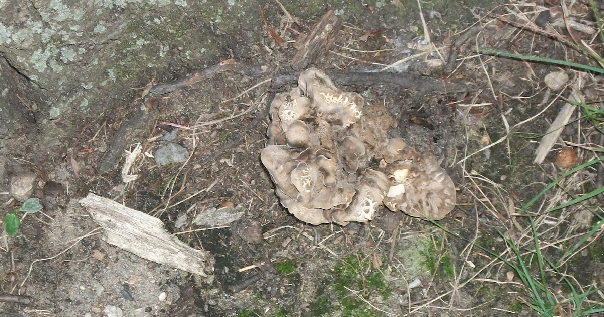 Sleeping In The Car Hen Of The Woods Mushrooms Preserving And Storing The American Maitake