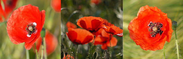 "Lilien" des Feldes - "Blumen" des Feldes