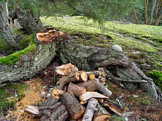Prone fir lost upright trunk, photo by Robin Atkins