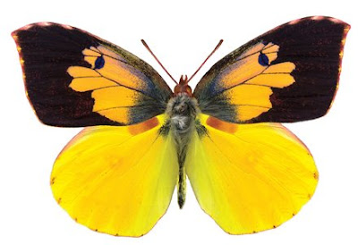 dogface butterfly, male