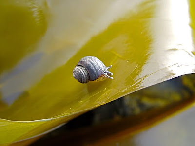 snail on kelp, photo by Robin Atkins