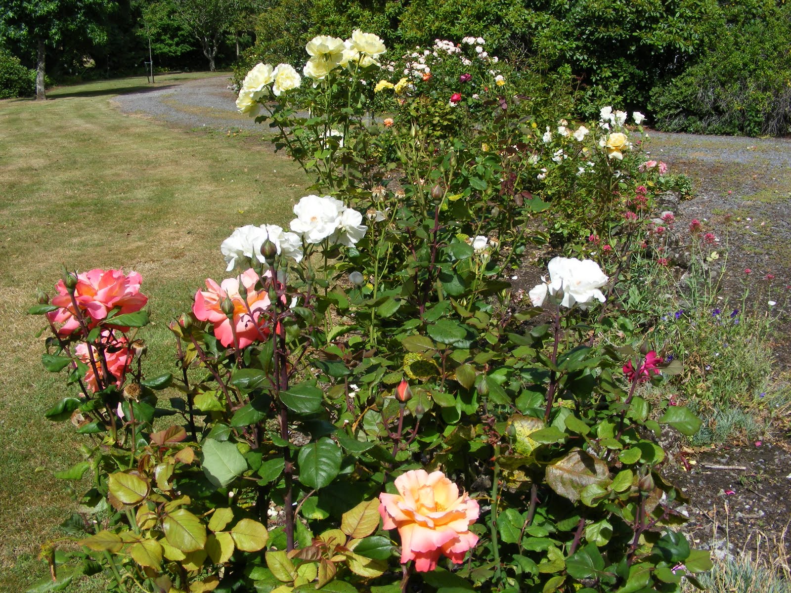 Dursley Garden - Wairarapa, NEW ZEALAND: ROSES