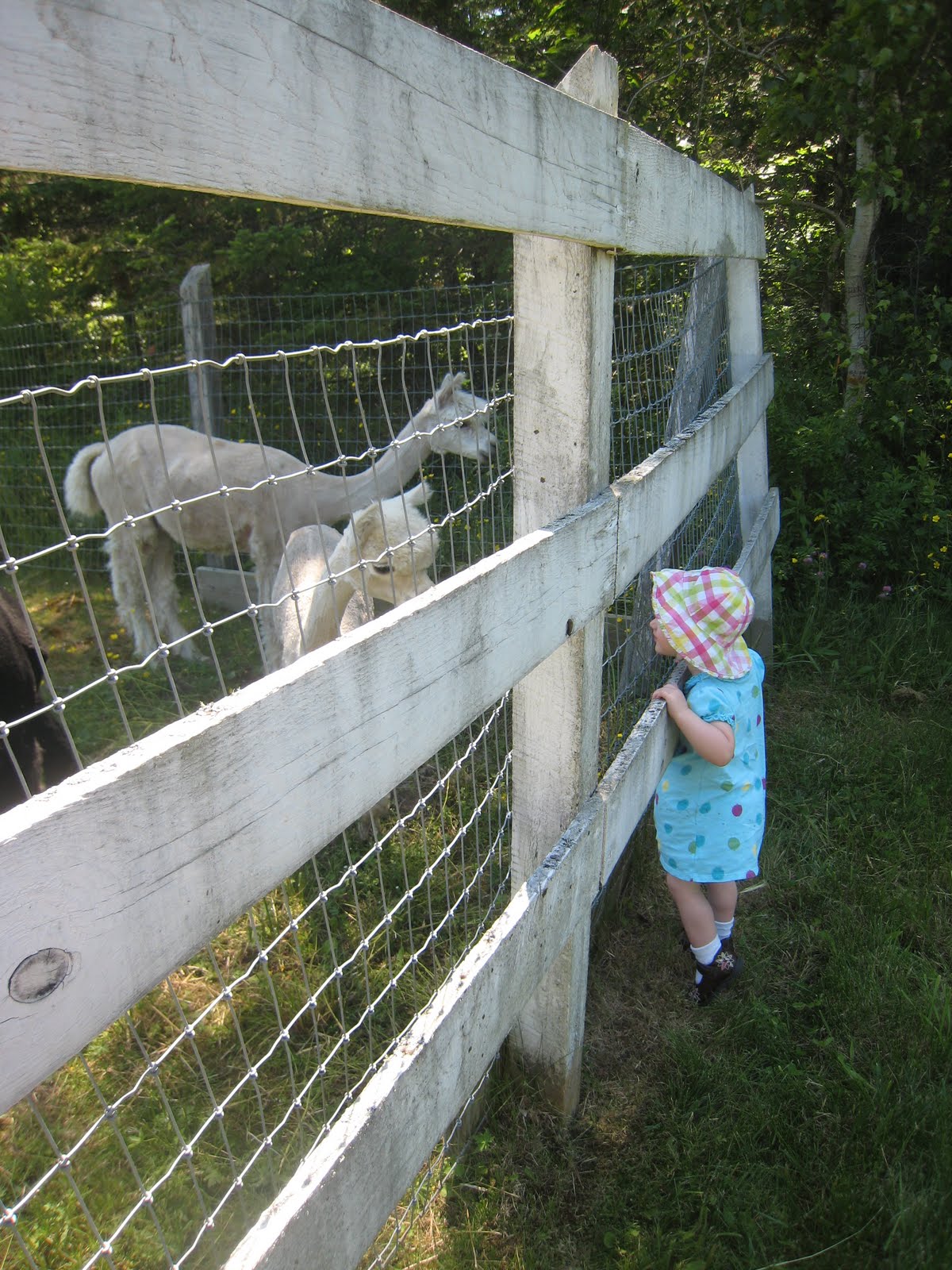 Nia's Blog Visit to Maine Alpaca Farm June 15