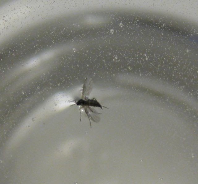 What Do I Know?: Tiny Black Bugs - Fruit Flies or Fungus Gnats?