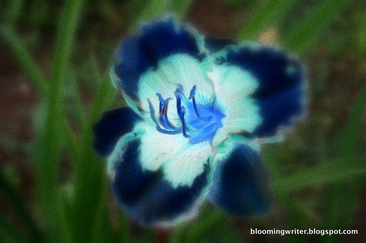 Bloomingwriter Gardening in Nova Scotia Those rare blue flowers