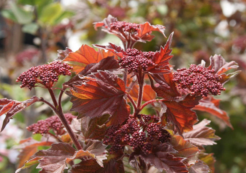 Bloomingwriter Gardening in Nova Scotia Viburnums for Autumn Brilliance