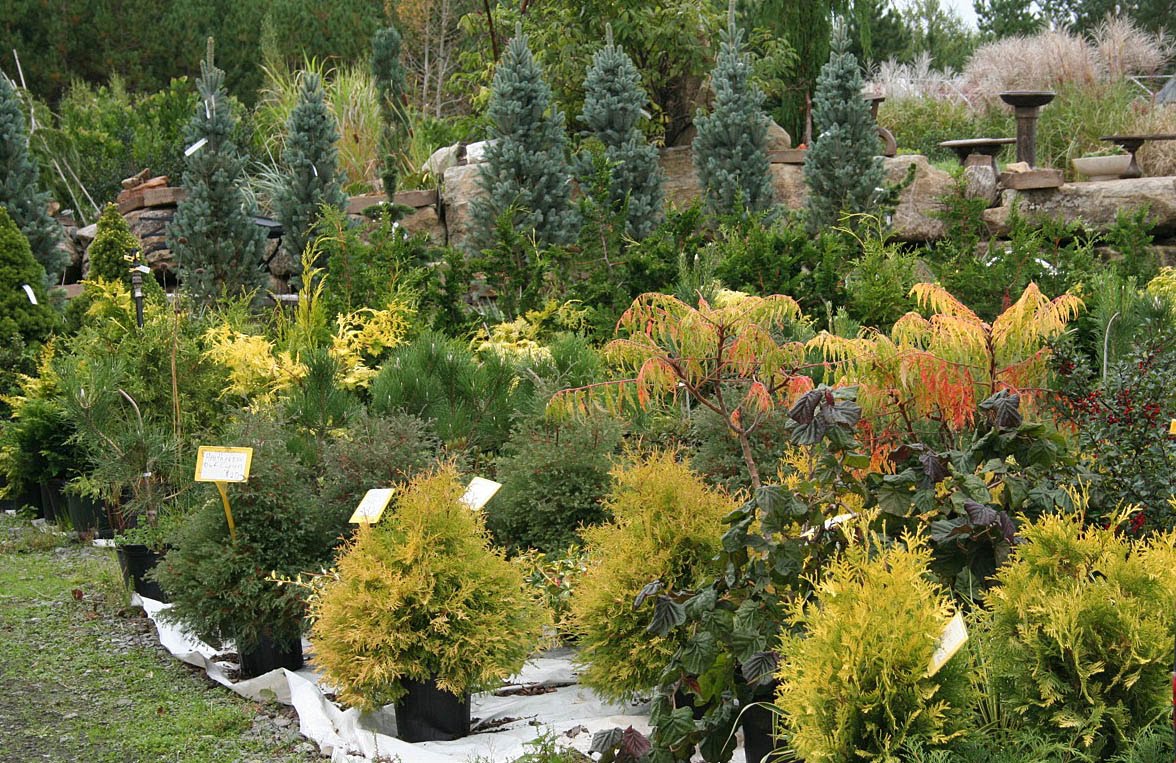 Baldwin Nurseries Perennials, shrubs, trees for Nova Scotia Gardeners