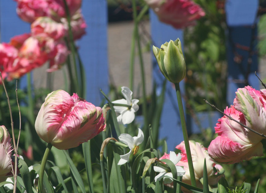 Bloomingwriter Gardening in Nova Scotia Tulips and Narcissus and