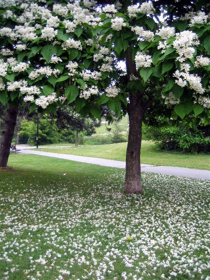 [White+Flowers+Falling+from+Tree.jpg]