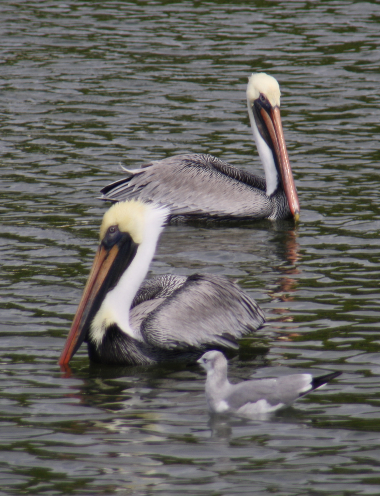 Beth's Blog: Manatees, Check; Monk Parakeets, Check; Burrowing Owls, No