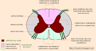 CEREBRA LA VIDA: CLASE 2 DE NEUROANATOMIA: MEDULA ESPINAL