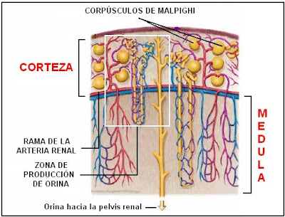 corteza y médula renal