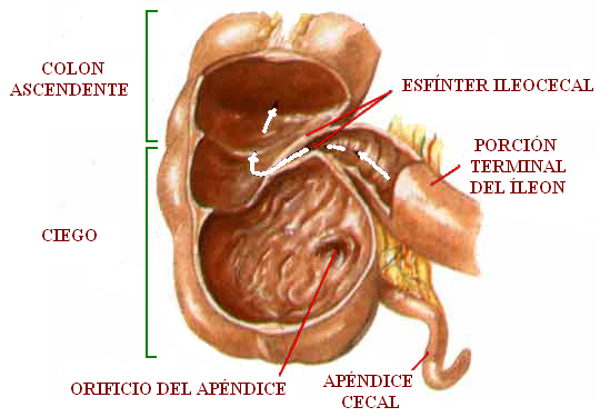 CIENCIAS BIOLOGICAS: ANATOMIA Y FISIOLOGIA DEL SISTEMA DIGESTIVO