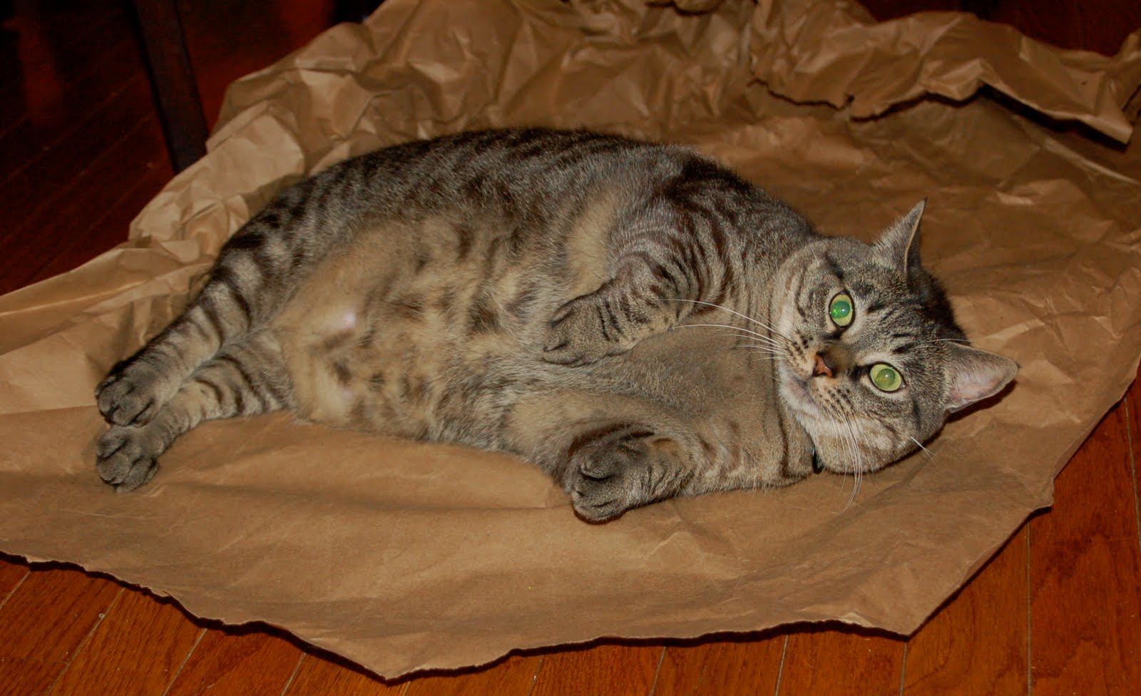 Coffee with Cats How to Make a Cat Burrito